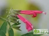 Salvia x westerae