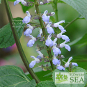 Salvia fallax