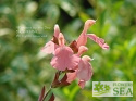 Salvia x jamensis 'Yellow Pink'