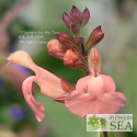 Salvia x jamensis 'Yellow Pink'
