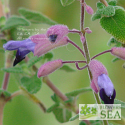 Salvia semiatrata