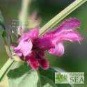 Salvia littae