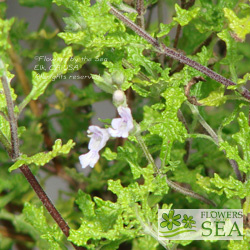 Salvia namaensis