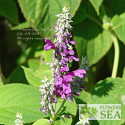 Salvia purpurea