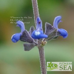 Salvia cuspidata ssp. gilliesii