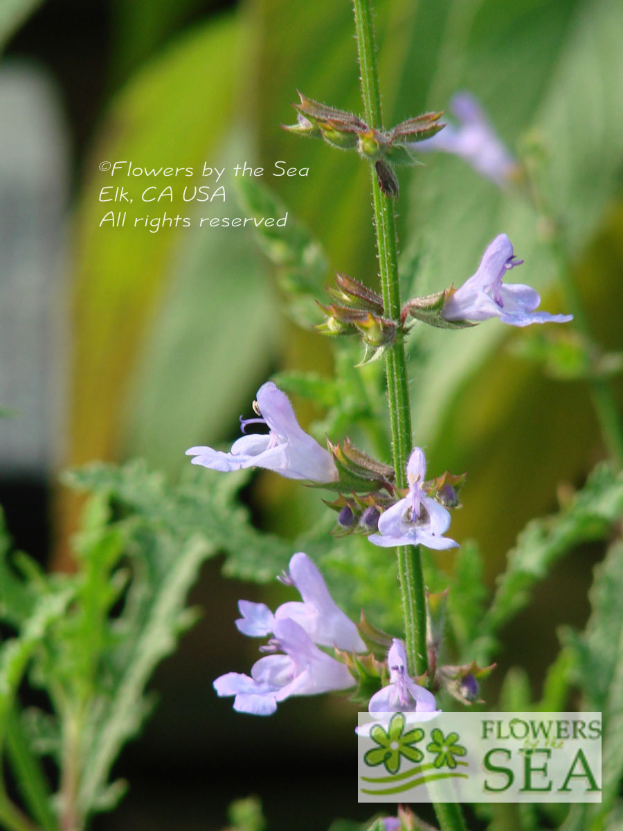 Salvia x 'Savannah Blue'