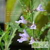 Salvia x 'Savannah Blue'