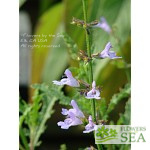 Salvia x 'Savannah Blue'