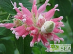 Salvia wagneriana 'White Bracts'