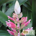 Salvia wagneriana 'White Bracts'