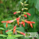 Salvia gesneriiflora 'Mountain Form'