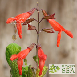 Salvia gesneriiflora 'Mountain Form'