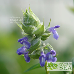 Salvia x 'Purple Stem'