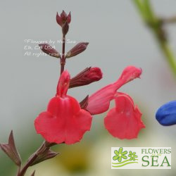 Salvia greggii 'Cherry Chief'