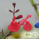 Salvia greggii 'Cherry Chief'