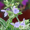 Salvia fruticosa