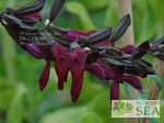 Salvia x 'Raspberry Truffle'