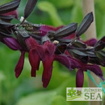 Salvia x 'Raspberry Truffle'