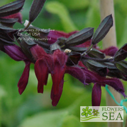 Salvia x 'Raspberry Truffle'
