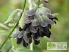 Salvia discolor 'Purple Bracts'