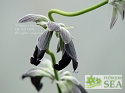 Salvia discolor 'Purple Bracts'