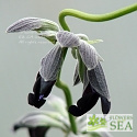 Salvia discolor 'Purple Bracts'