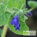 Salvia myriantha