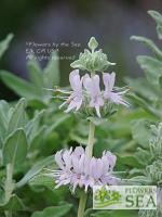 Salvia leucophylla