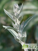 Salvia apiana