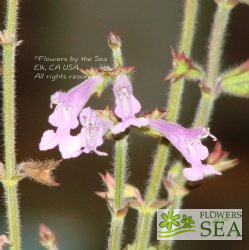 Salvia scabra