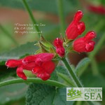Salvia univerticillata