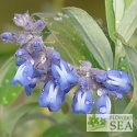 Salvia flocculosa