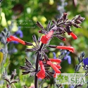 Salvia rubescens