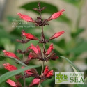 Salvia karwinskii 'Red Form'