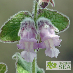 Lepechinia fragrans