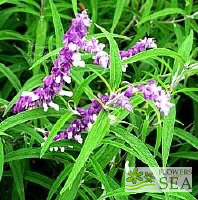 Salvia leucantha 'Greenwood'