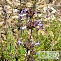 Salvia munzii