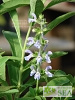 Salvia somalensis