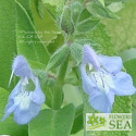 Salvia somalensis