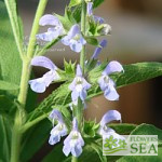 Salvia somalensis