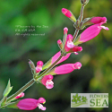 Salvia involucrata 'Hadspen'