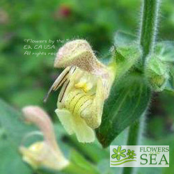 Salvia nubicola