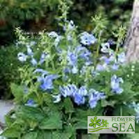 Salvia patens 'Patio Sky Blue'