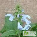 Salvia patens 'Patio Sky Blue'