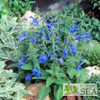 Salvia patens 'Patio Deep Blue'