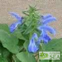 Salvia patens 'Patio Deep Blue'