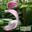 Salvia patens 'Patio Rose'