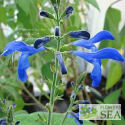Salvia vitiifolia