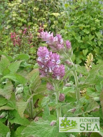 Salvia sclarea var turkestanica 'Piemont'