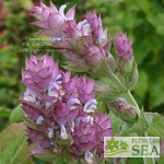 Salvia sclarea var turkestanica 'Piemont'